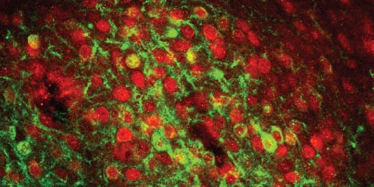mouse neurons