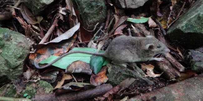 Mice, Mindoro, evolution
