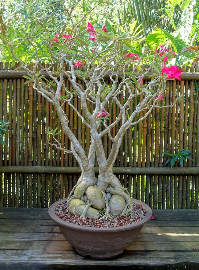 Adenium obesum - Marie Selby Botanical Gardens - Sarasota, Florida - DSC01083