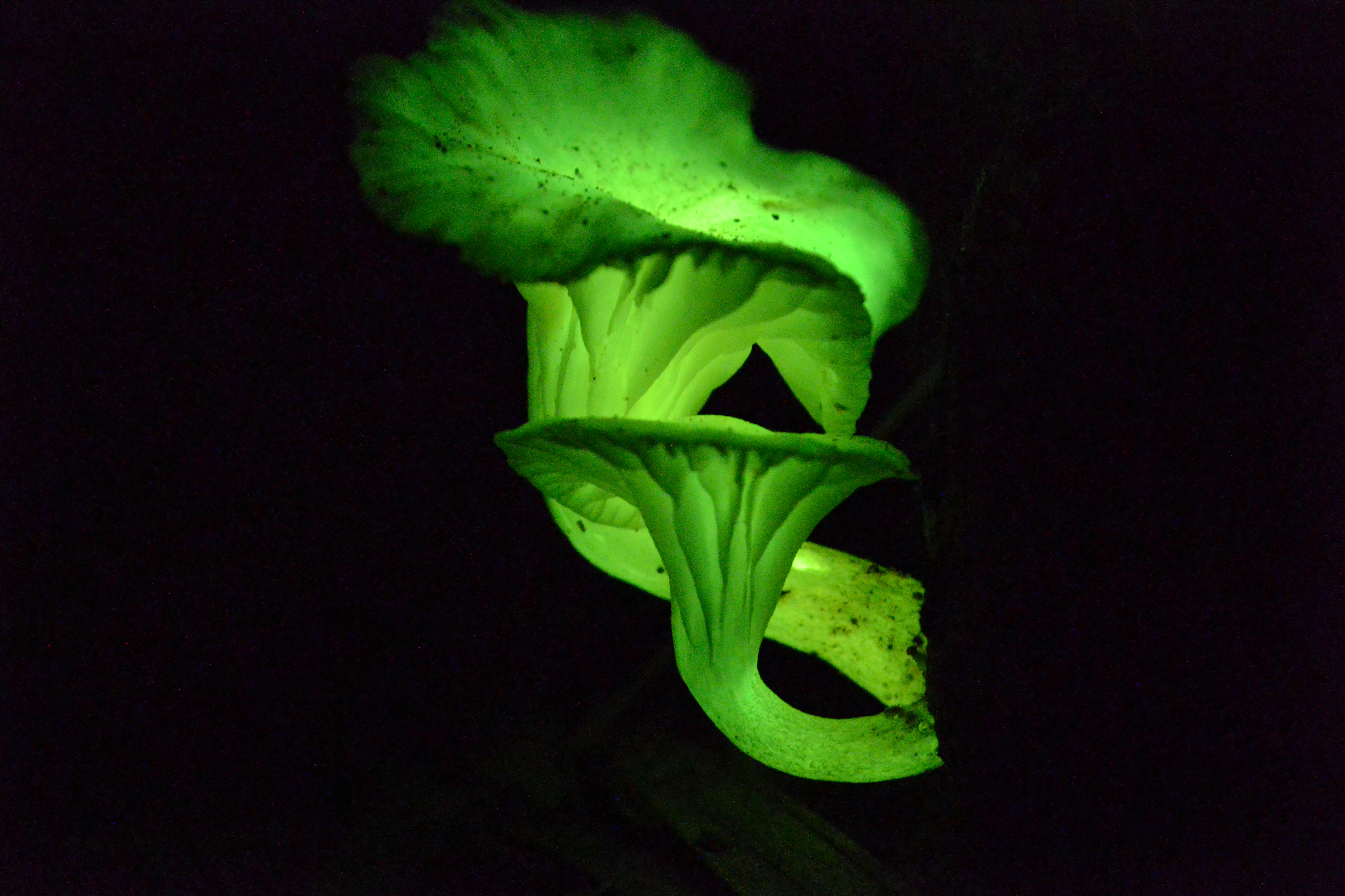 Scientists Figured Out the Secret of Glow  in the Dark 