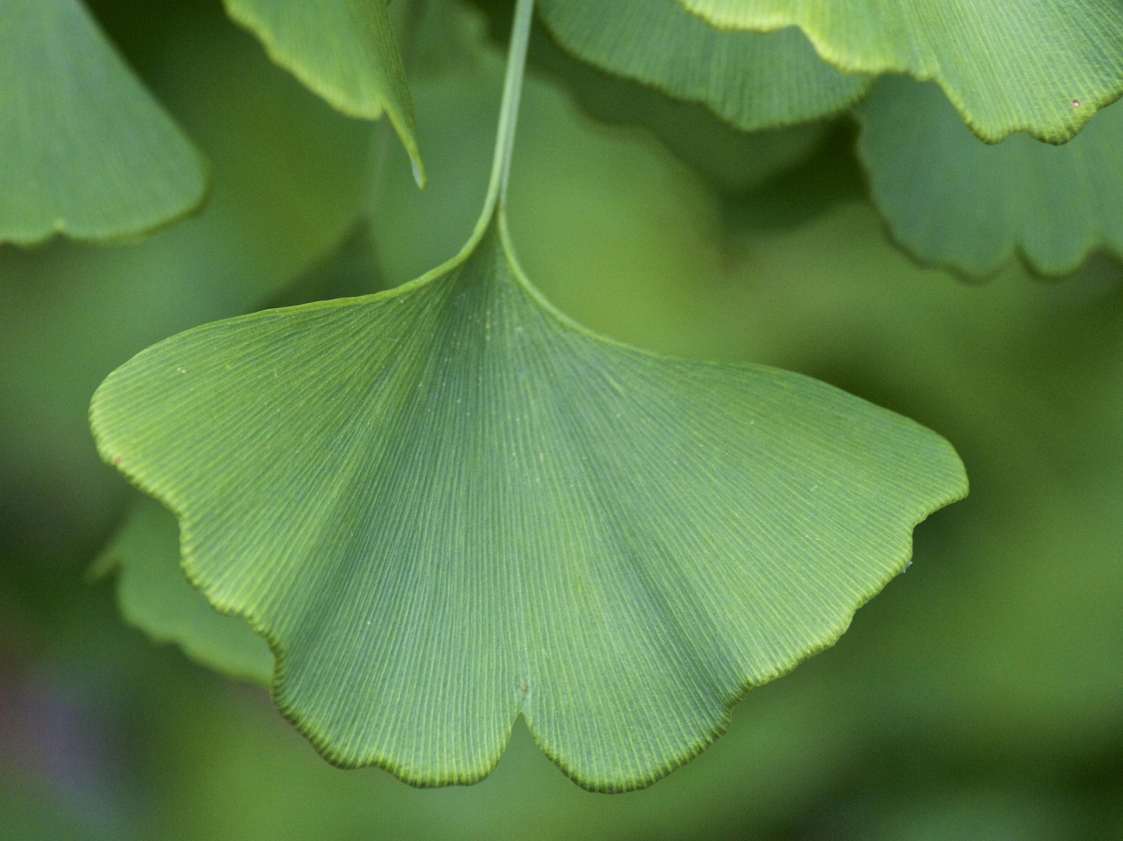 Gingko leaf