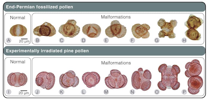 Scientists found that pine trees exposed to elevated UV-B radiation like that which may have occurred during the end-Permian extinction event developed mutated pollen very similar to fossilized pollen from that time period.