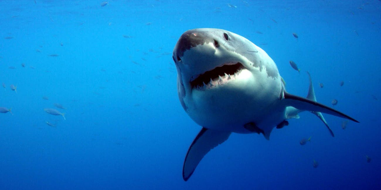 61-Year-Old Man Fights Cape Cod Shark in Unconventional ...