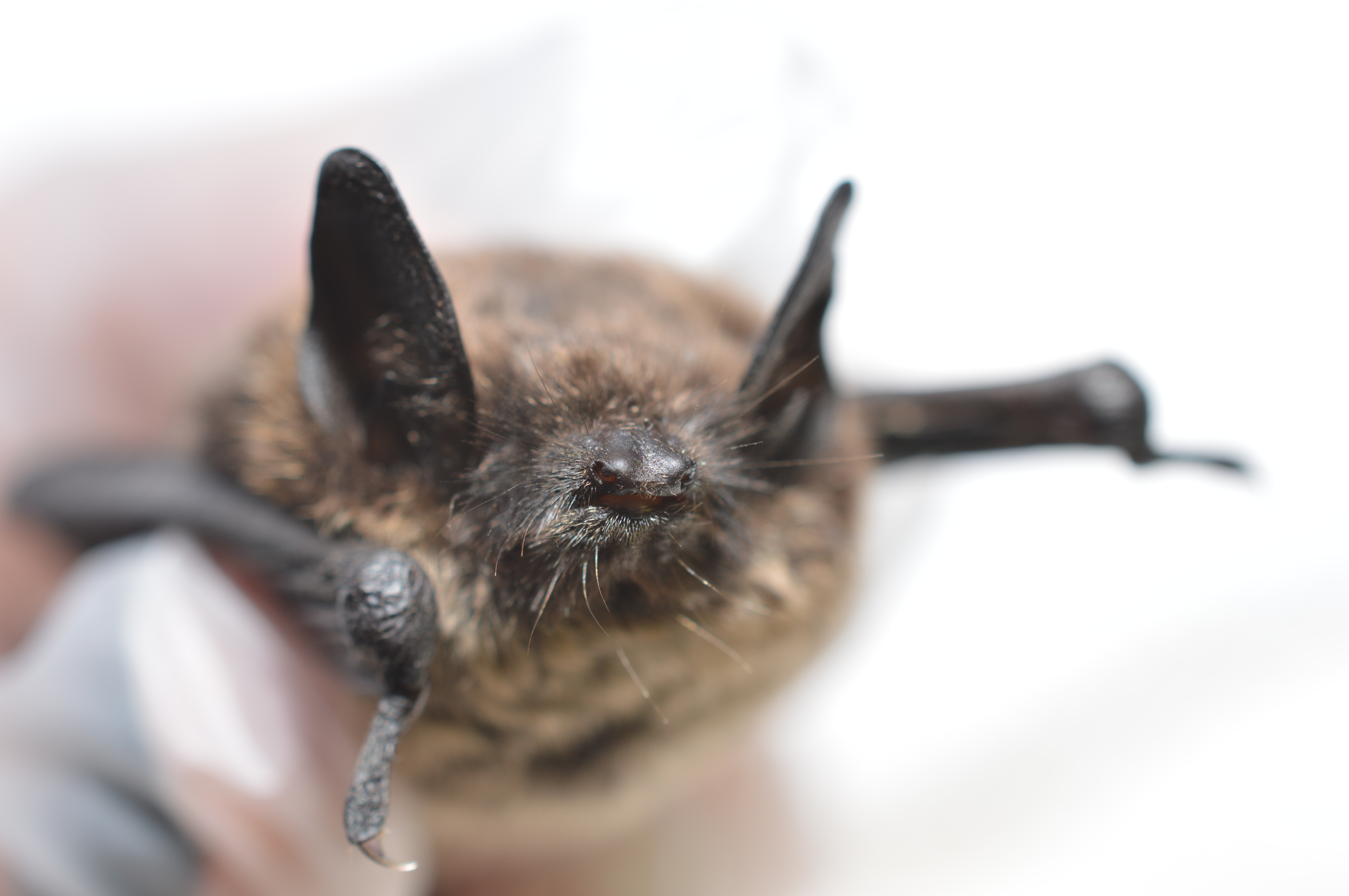 Blind Humans Can Use Echolocation Like Bats Scientists Confirm Inverse