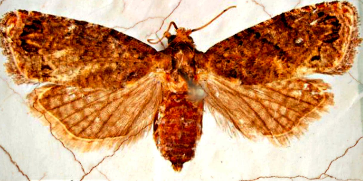 moth fossils older than flowers were shaped by climate change inverse