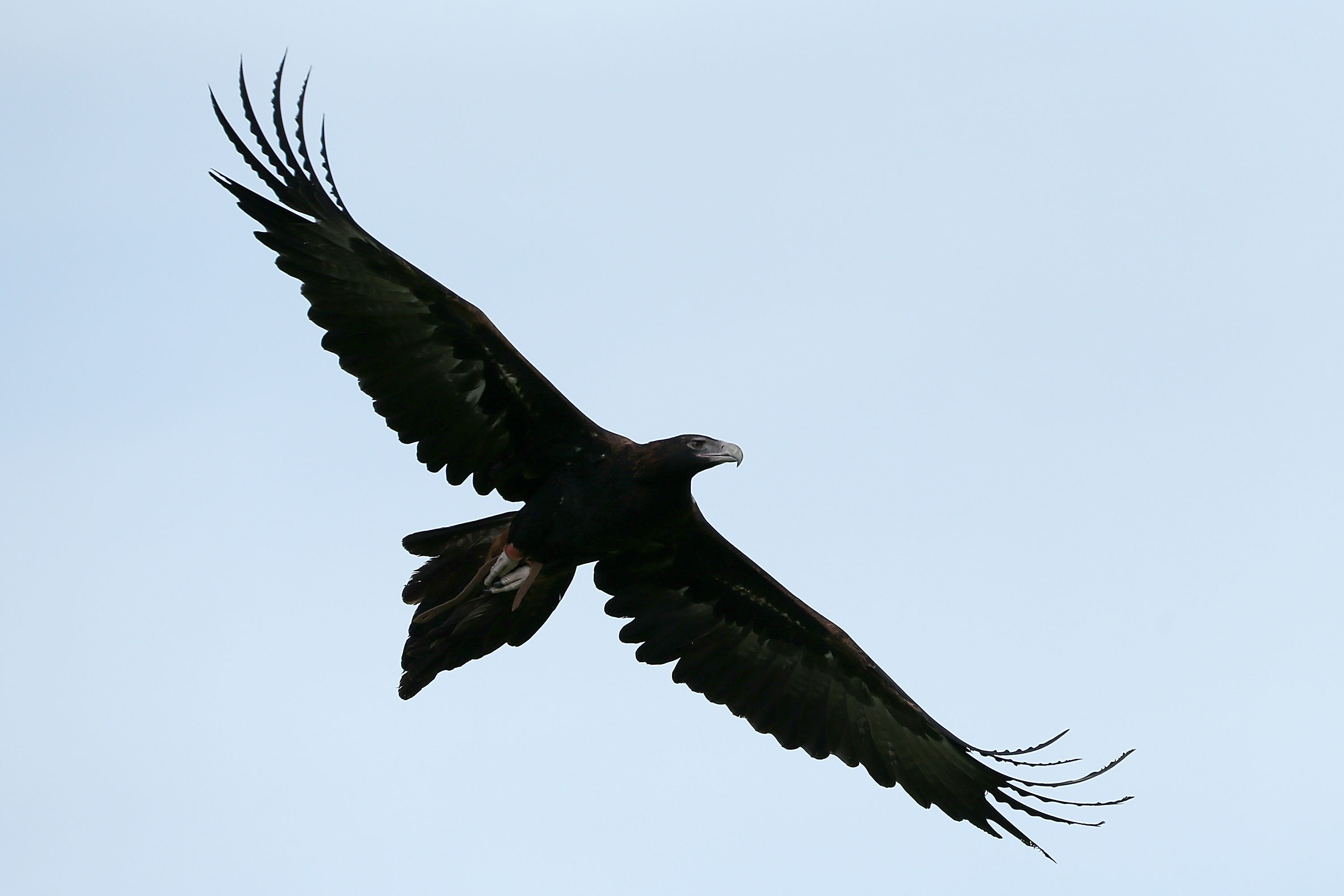 Giant Wedge Tailed Eagles Are Slaughtering Drones In