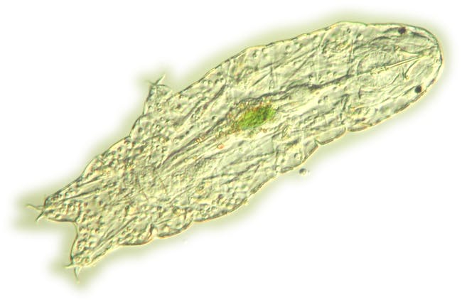 tardigrade H. dujardini micrograph algae full belly evolution DNA sequenced