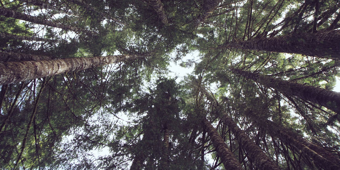 not all conifers are created equal and even if they were nurture would still kick natures pine y ass - Fir Christmas Tree not all conifers are created equal and even if they were nurture would still kick natures pine y ass - Fir Christmas Tree
