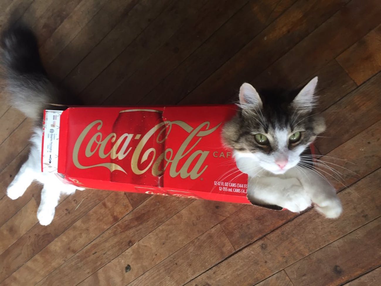 why house cats and