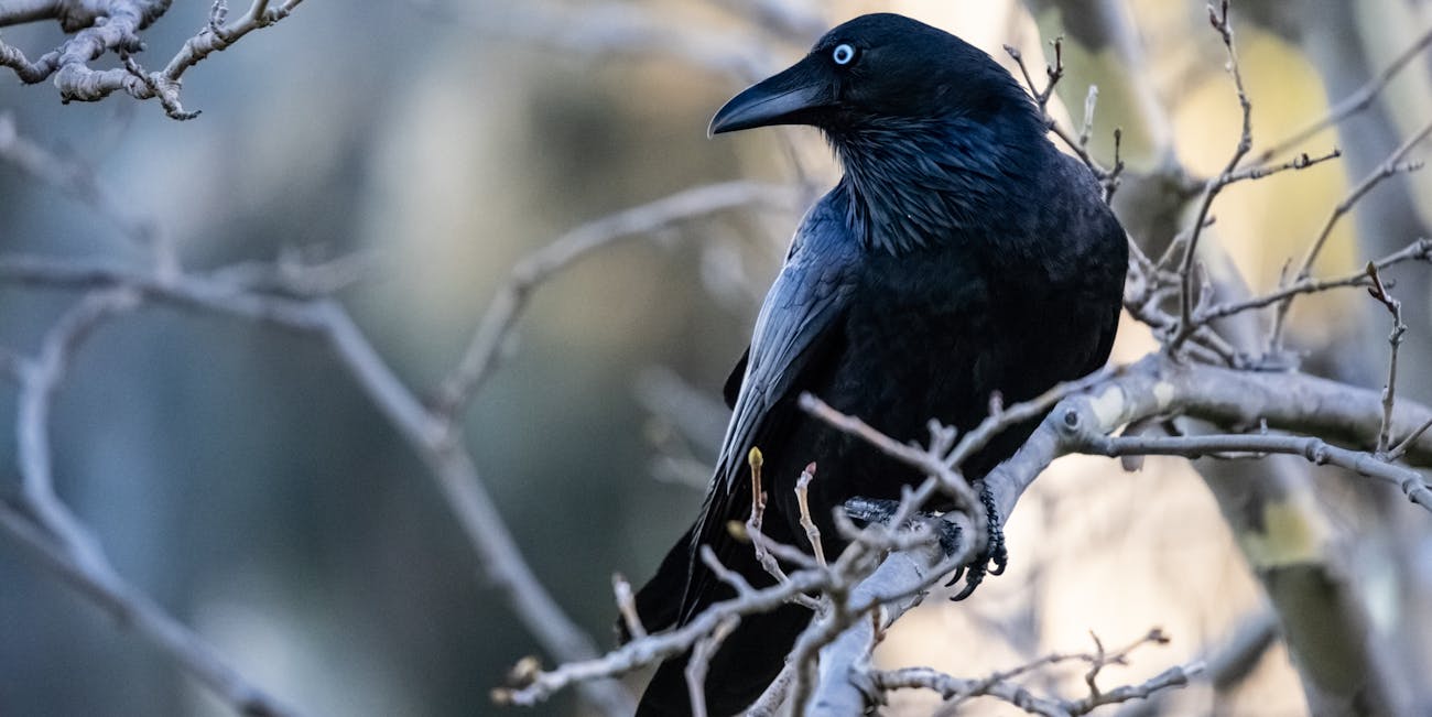 Image result for crows"
