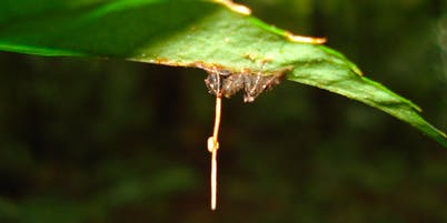 zombie ant