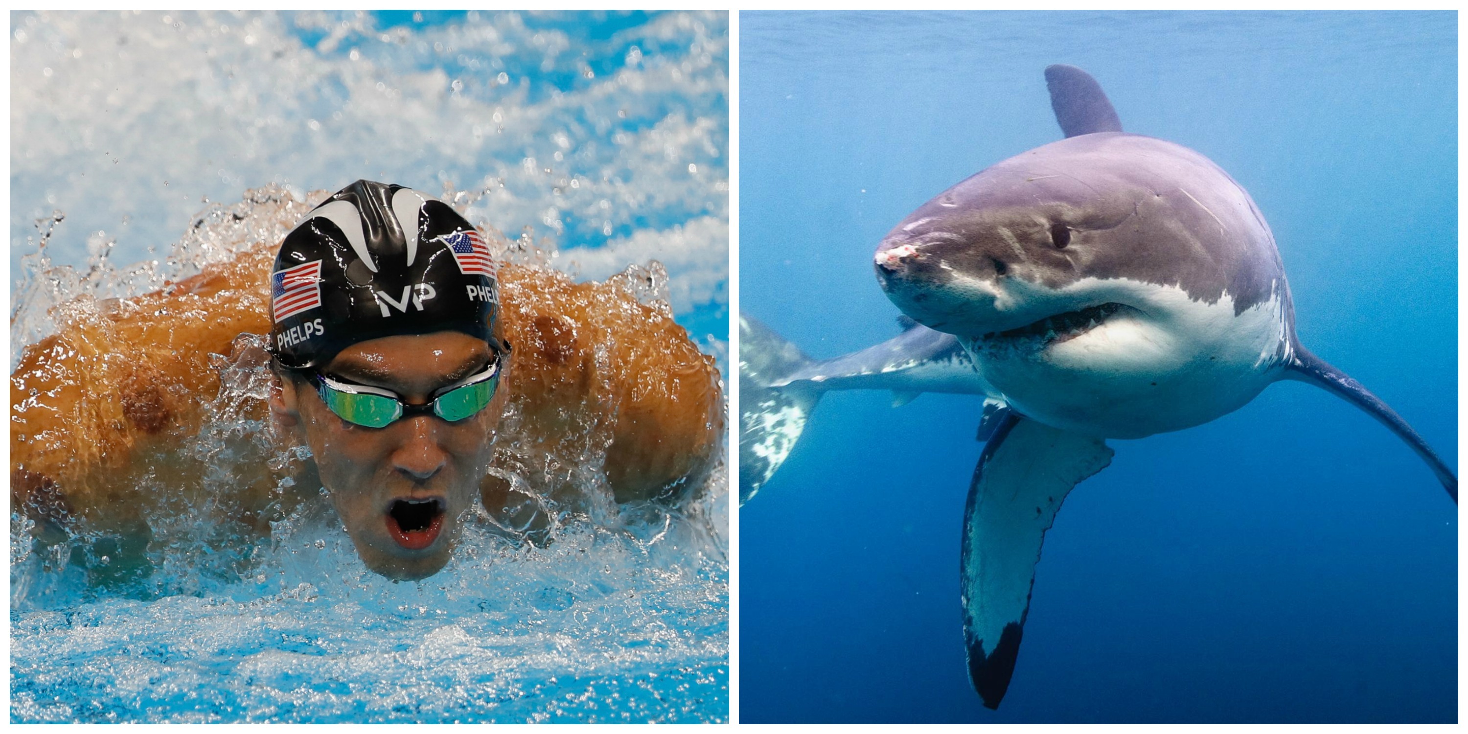mical phelps vs shark