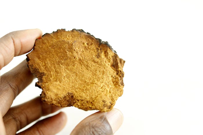 Chaga