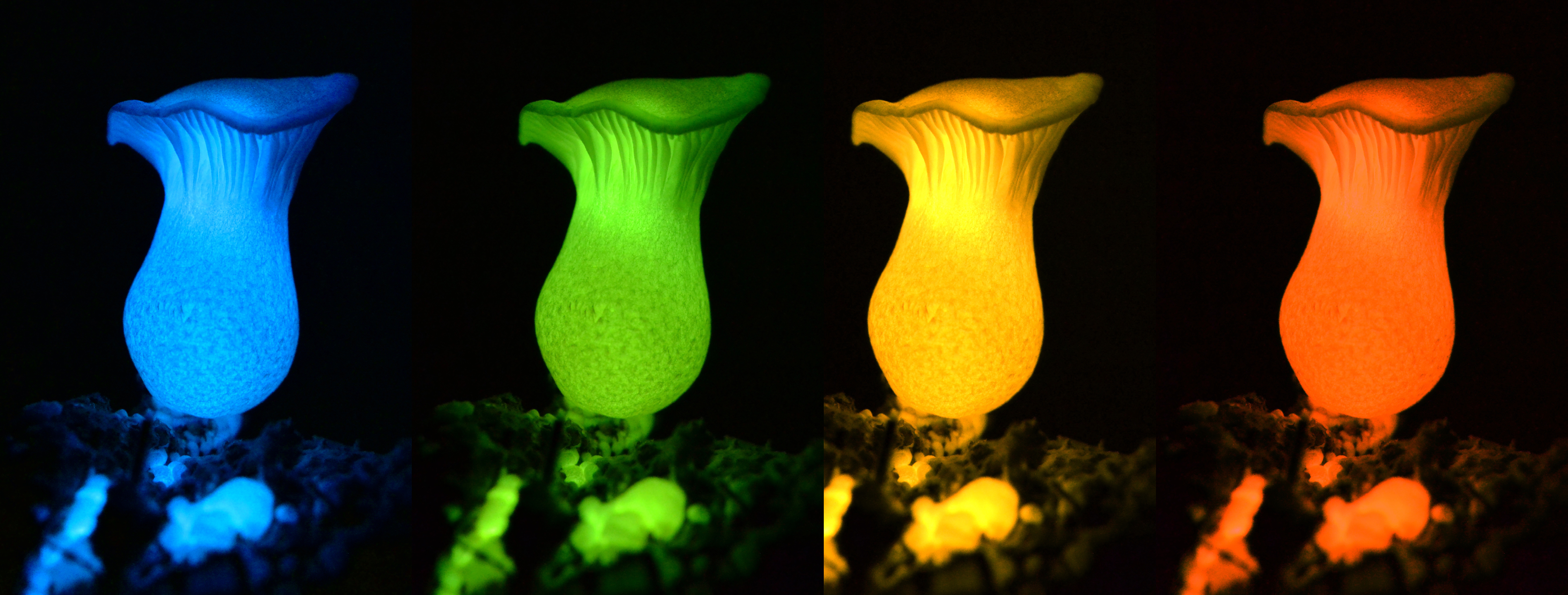 Scientists Figured Out the Secret of Glow  in the Dark 