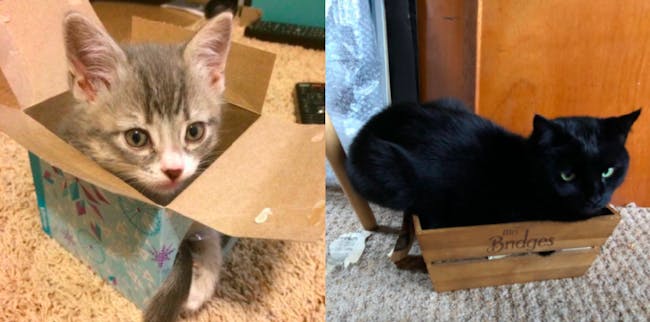 cats in boxes