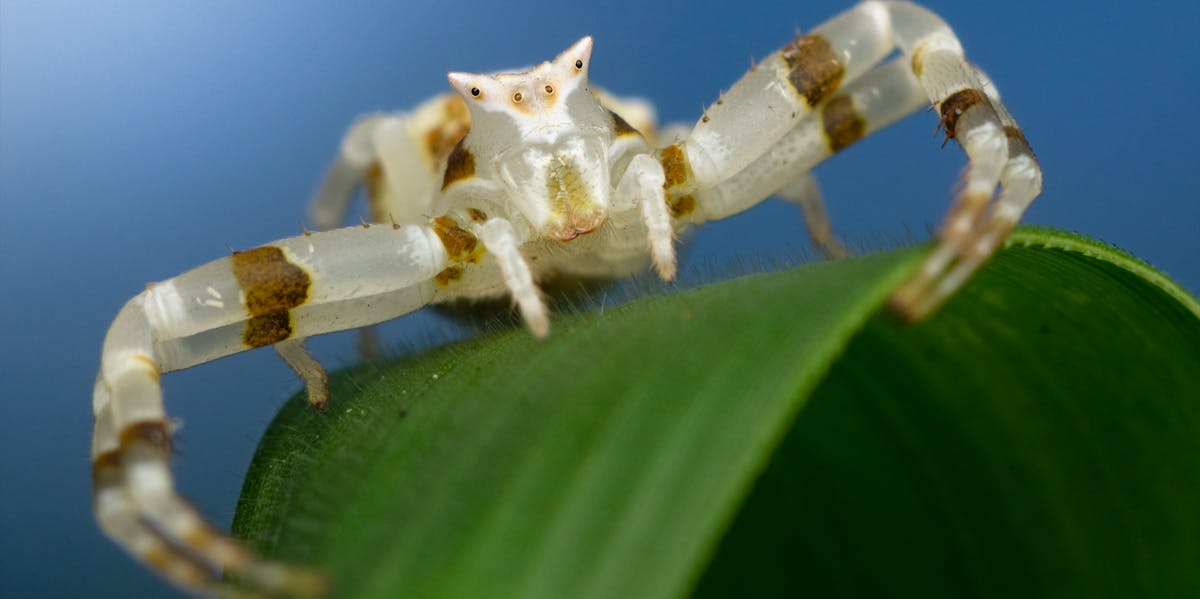 Crab Spiders Are Taking to the Air in 10-Foot Silk ...