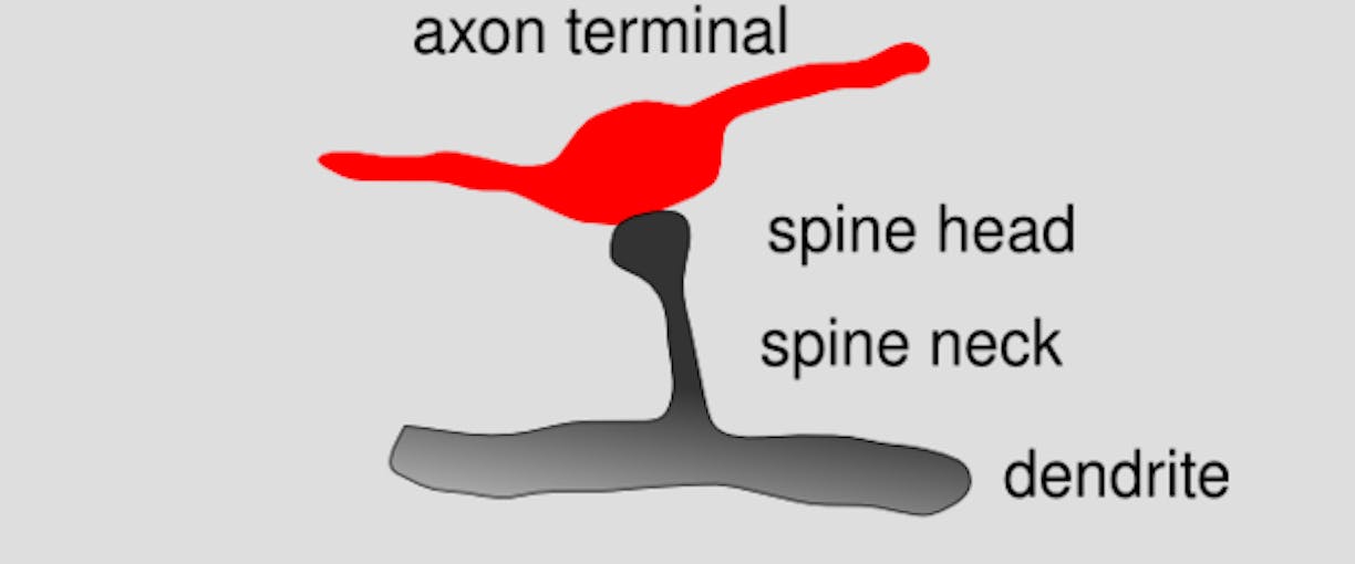 Ketamine Study Reveals How to Make It an Even Better Depression Treatment 1 dendritic spine