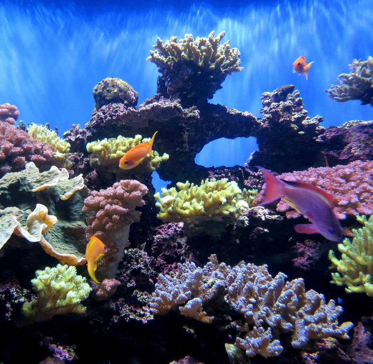 How Is Coral So Colorful in Netflix's 'Chasing Coral ... Choose from 160000+ green coral graphic resources and download in the form of png, eps, ai or psd.