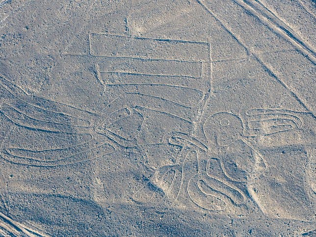 the pelican, Nazca lines