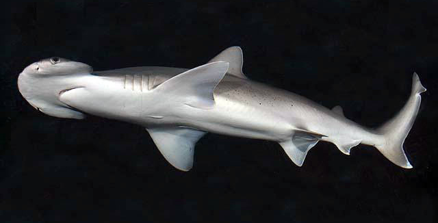 the bonnethead shark is technically known as the