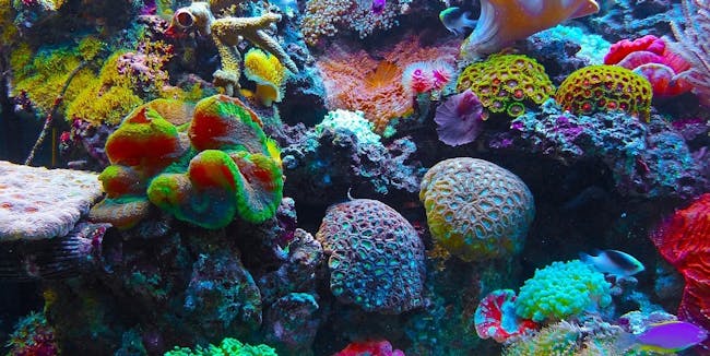 Coral ocean color reef colorful green pink blue red australia great barrier chasing coral