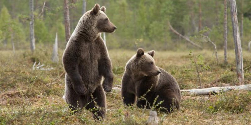 Researchers Find a New Use for Wild Bear Saliva That Could Help Sick People