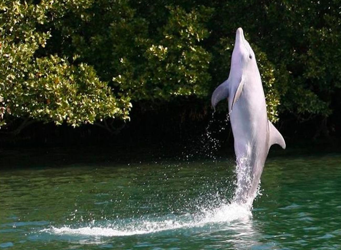 dolphin