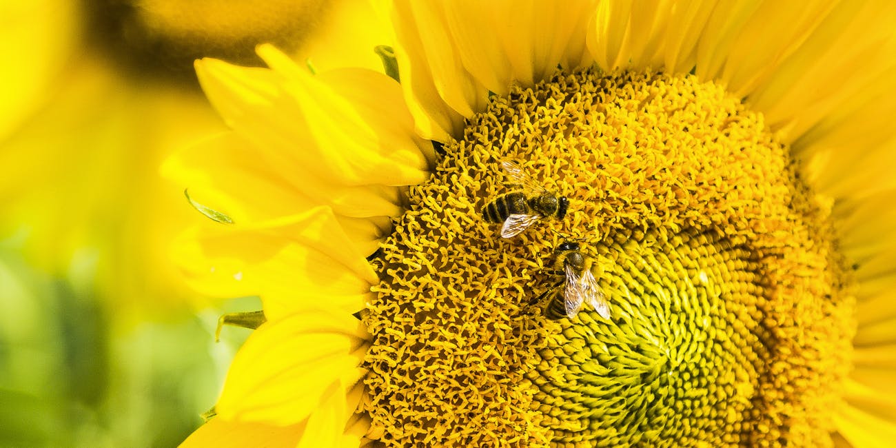 Scientists trained bees to do basic math, complicating what we know about brain size and brain power.