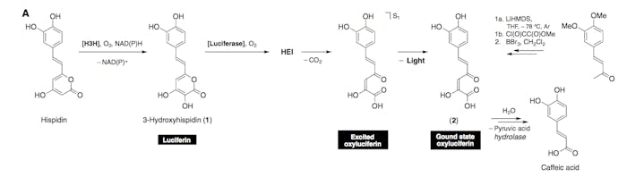 luciferin pathway