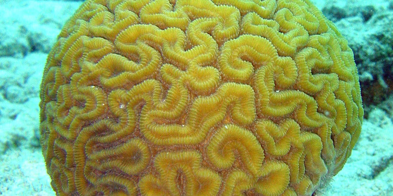 How Many Types of Coral Are There In the Great Barrier Reef? | Inverse