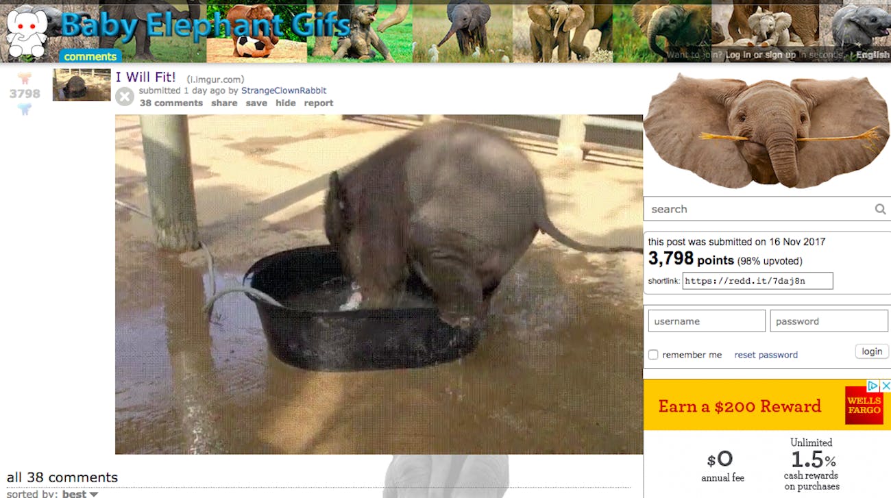 The 12 Best Animal Subreddits in One Ranked List, From Cute To Bizarre