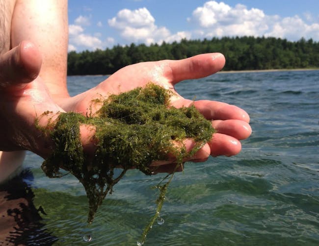 nitella green algae