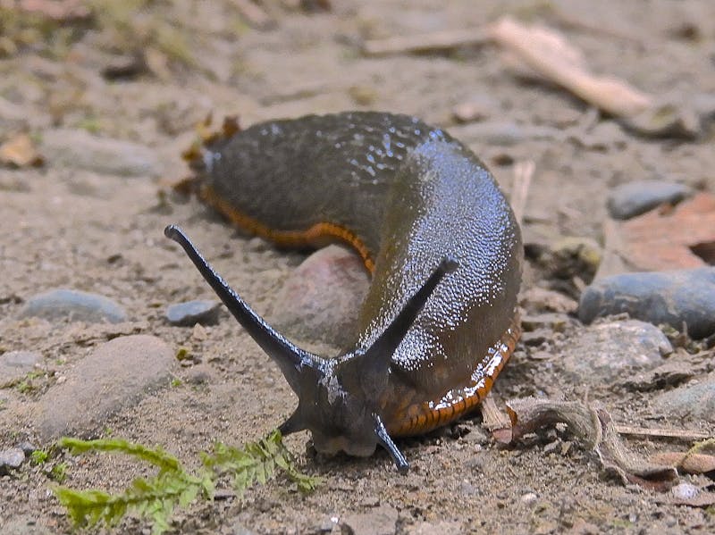 slugs-can-carry-rat-lungworm-disease.jpeg