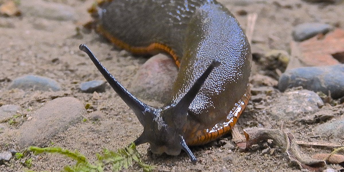 Parasite That Killed Slug Eating Australian Sam Ballard Is Seen In 