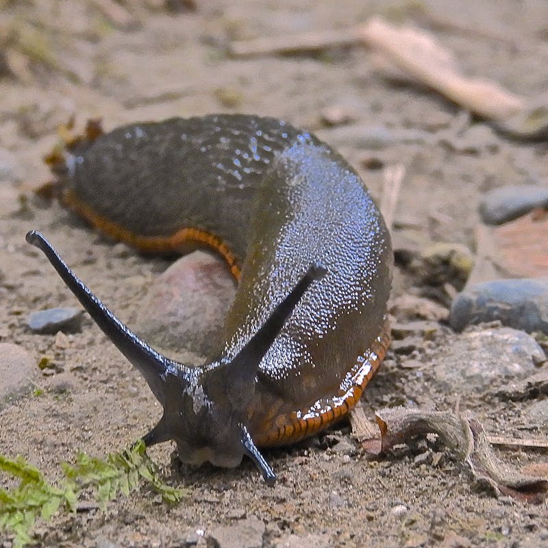 slugs-can-carry-rat-lungworm-disease.jpeg