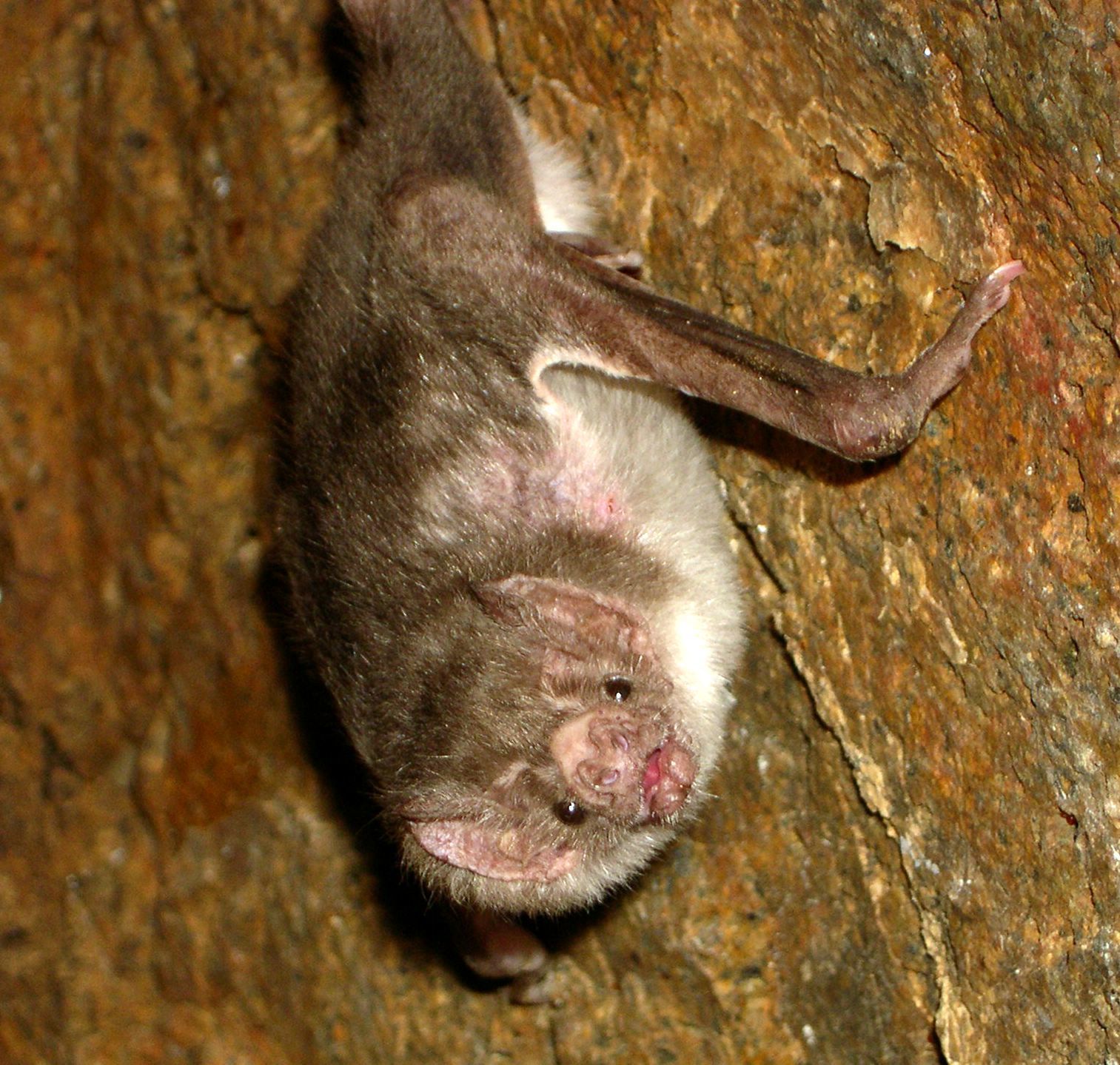Vampire Bats Will Suck Your Blood, Then Share it With Their Friends Inverse