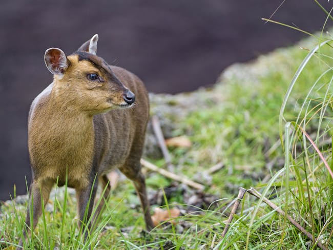Muntjac