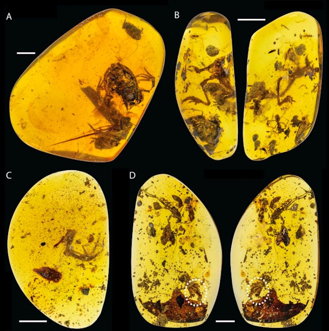 frogs preserved in amber