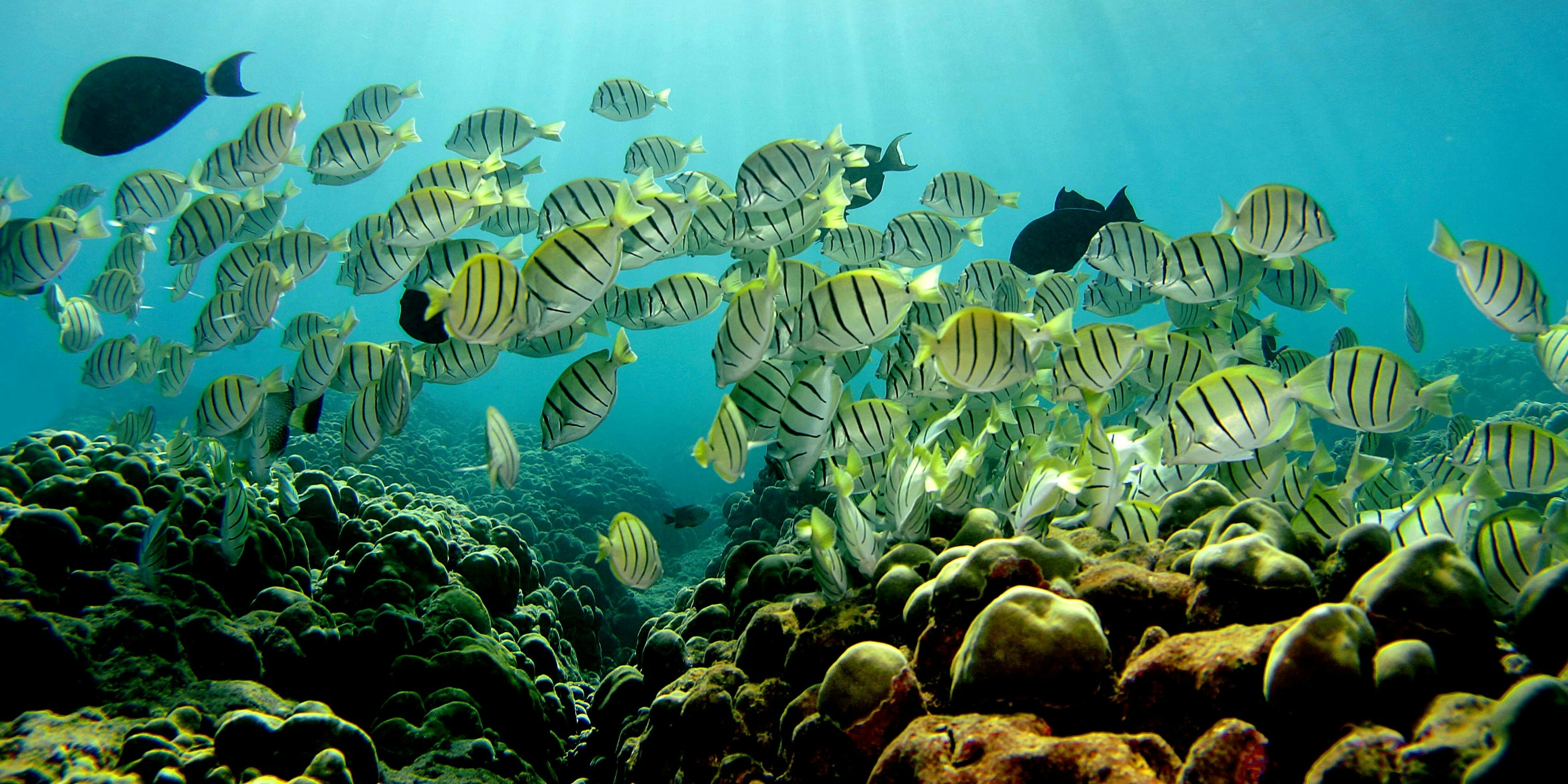 Rapid Decline in Fish Population Spells Environmental and Economic Disaster Inverse