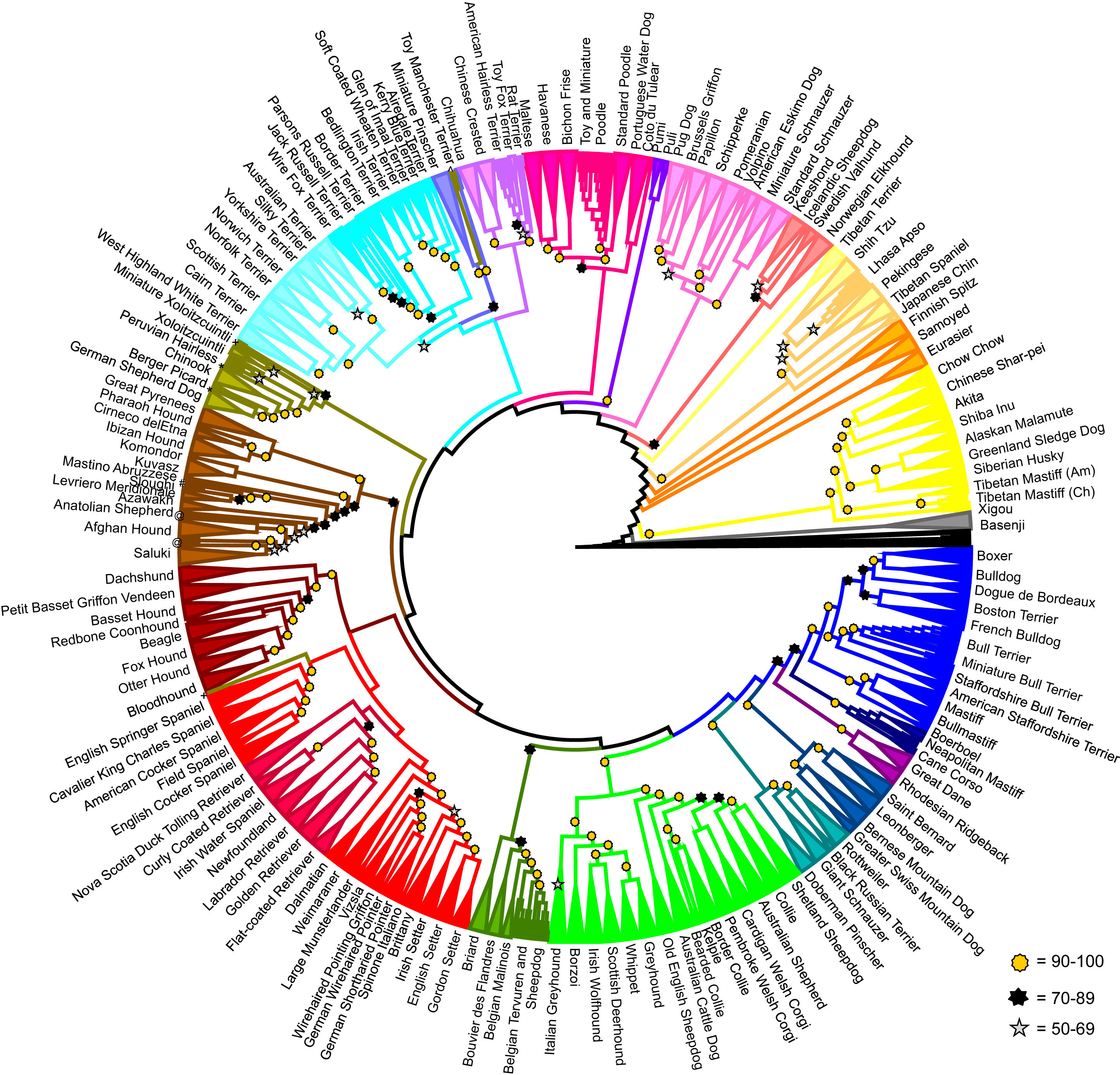 Dog Study Reveals Descendants of the AllAmerican Pup Inverse