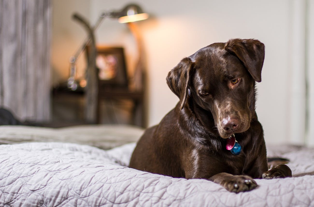 Why Chocolate Labs Live Shorter Lives Than Black and Yellow Labradors