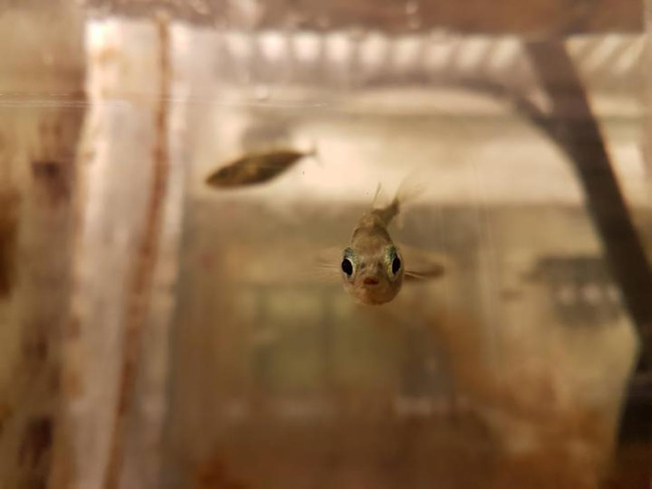 teenage stickleback