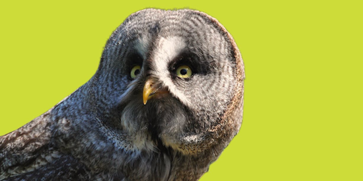 owl