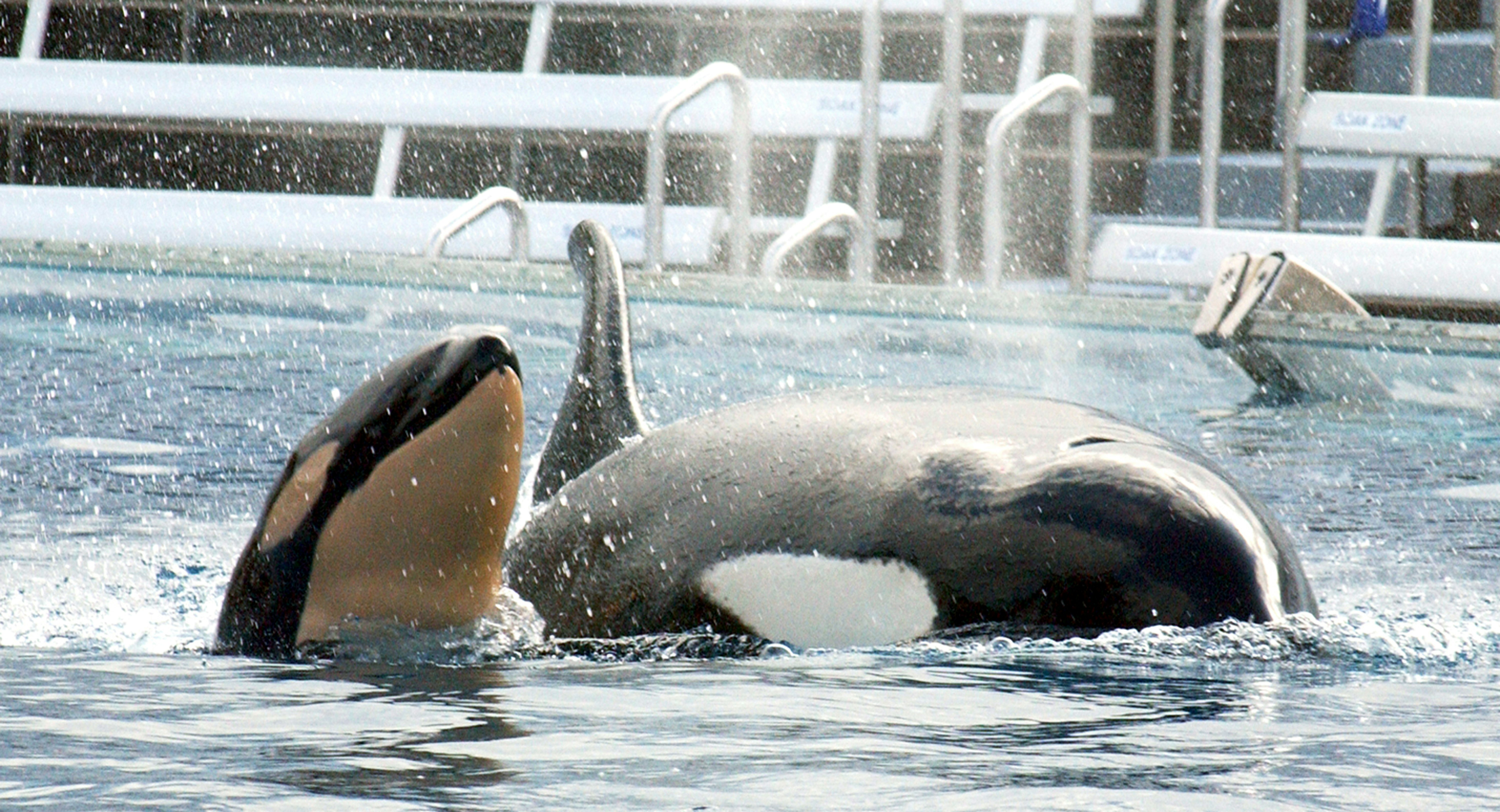Tilikum Kills Dawn Autopsy Photos - 7q1sw1o