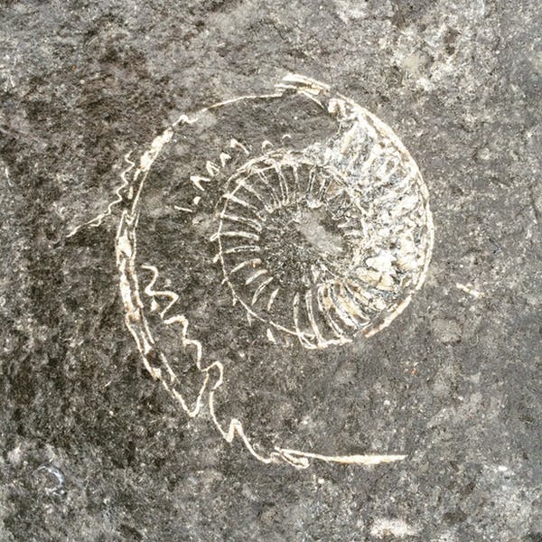 ammonite fossil