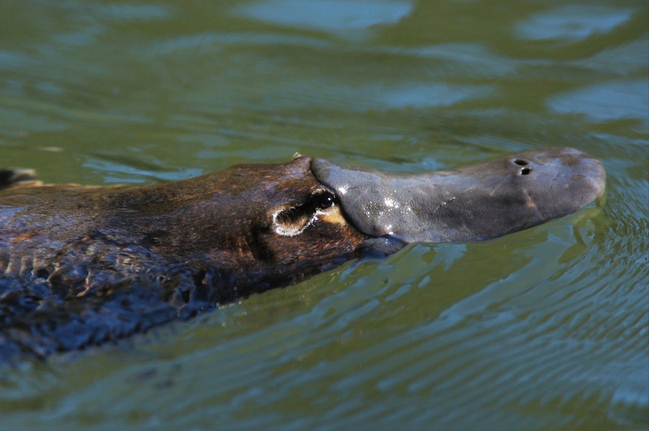 duck-billed platypus