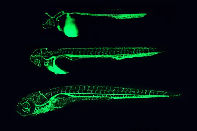 Zebrafish blood vessels