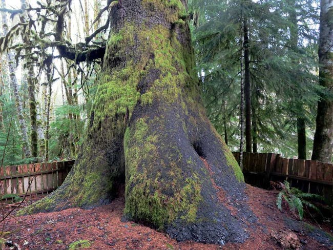 Harris Creek Spruce Vancouver Island Pacific Marine Route