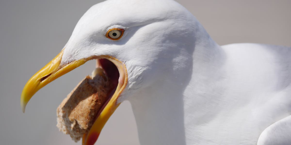 There's a ScienceBacked Method for Keeping Seagulls Away From Your