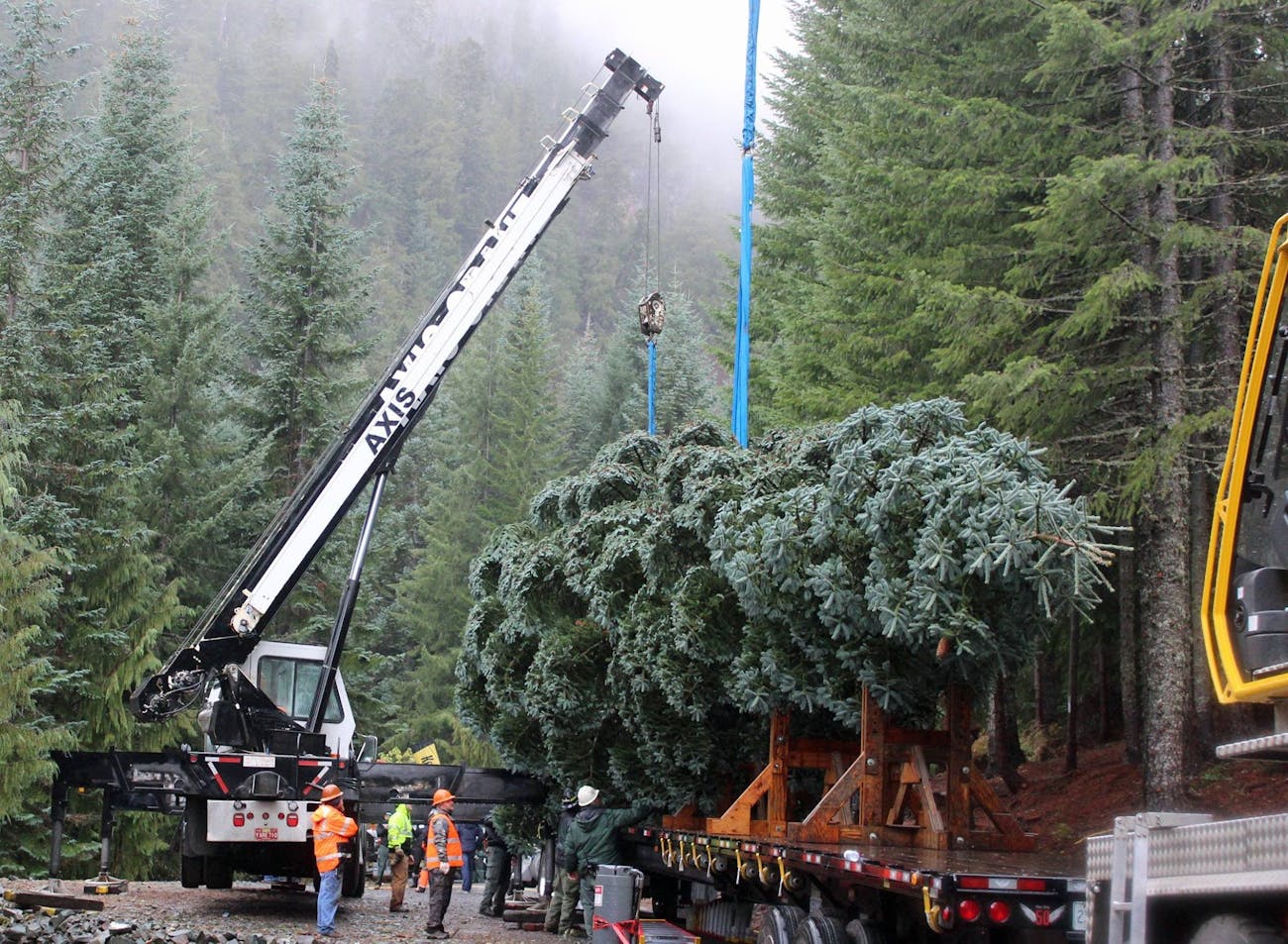 Capitol Christmas Tree